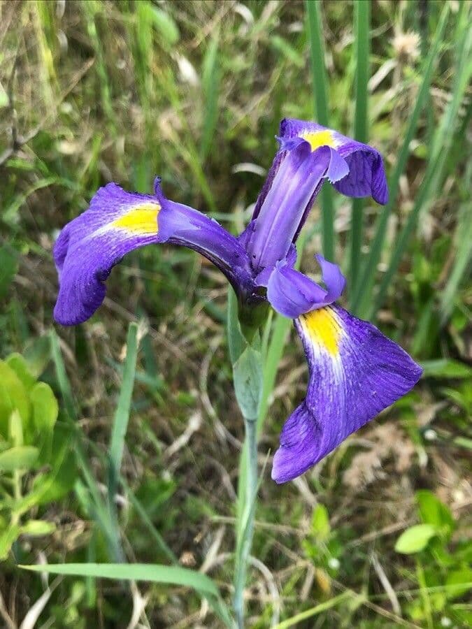 Iris tridentato 2