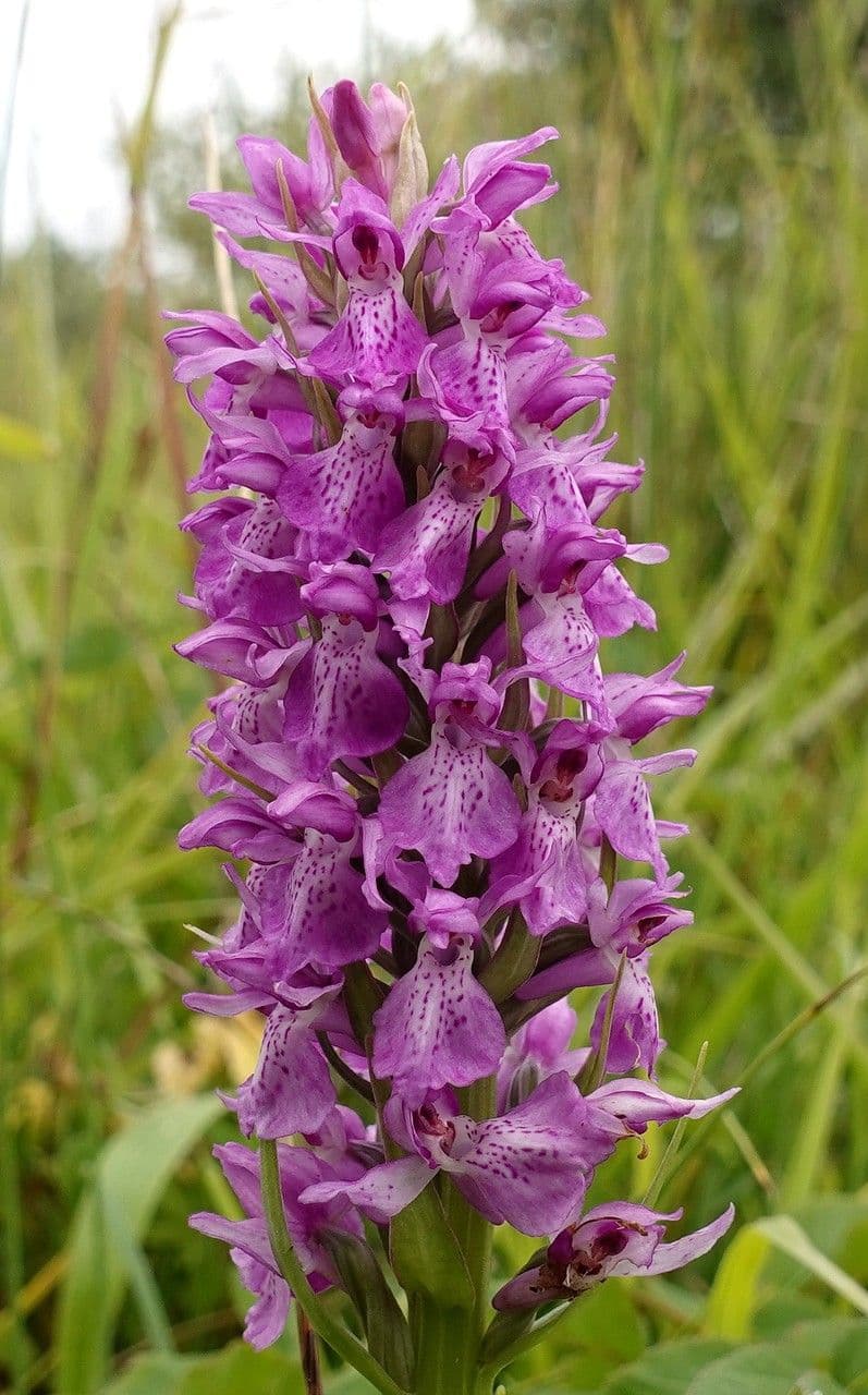 Orchis négligé 7