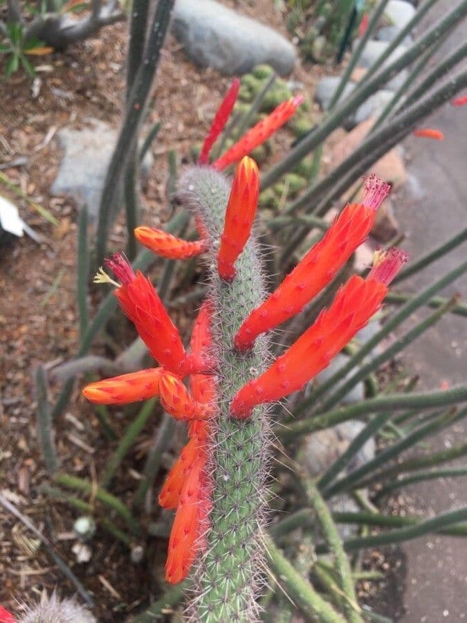 Cactus di Baumann 7