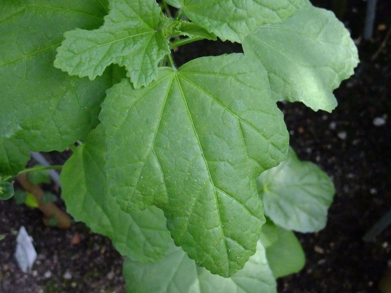 Malachra 12