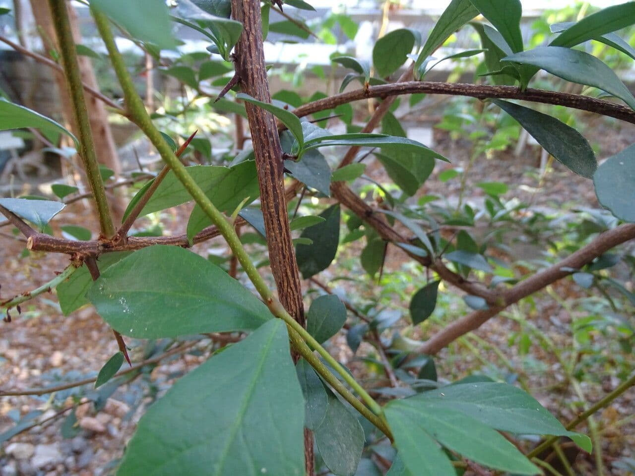 Putterlickia 2