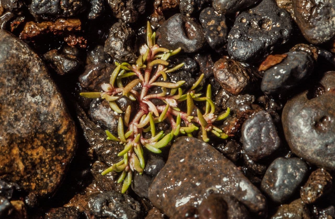 Crassula acquatica 3