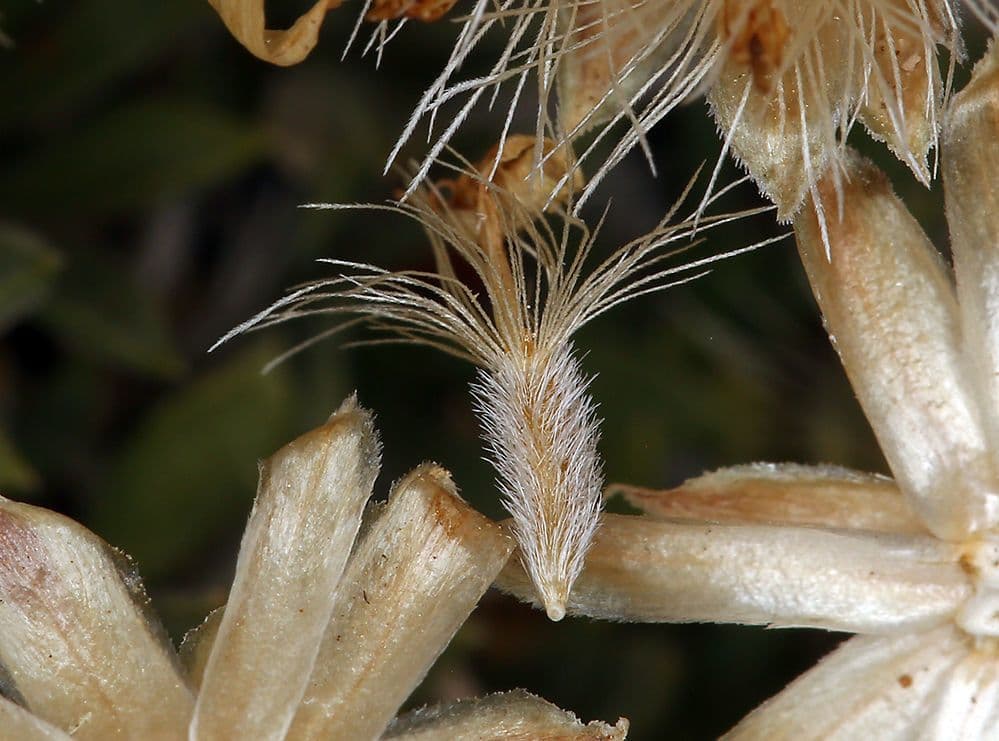 Stenotus acaulis 4