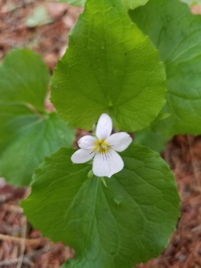 Viola del Canada 5