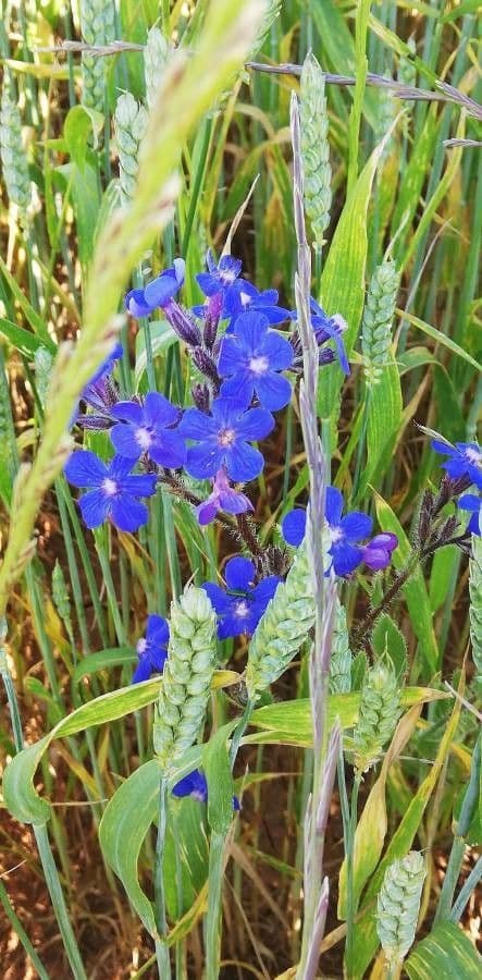 Buglossoides azzurra 3