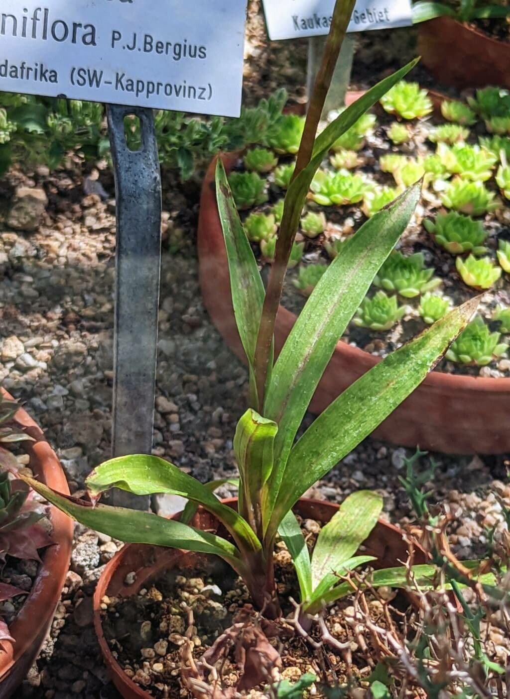 Disa uniflora 9