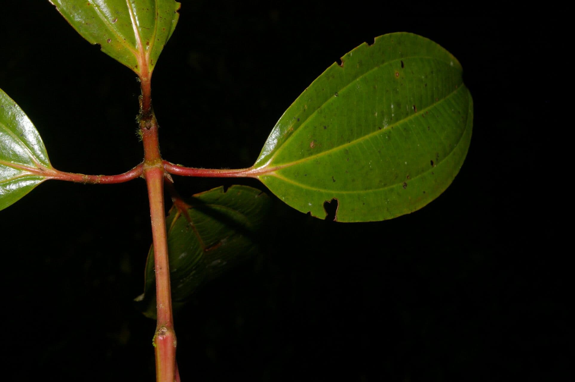 Miconia