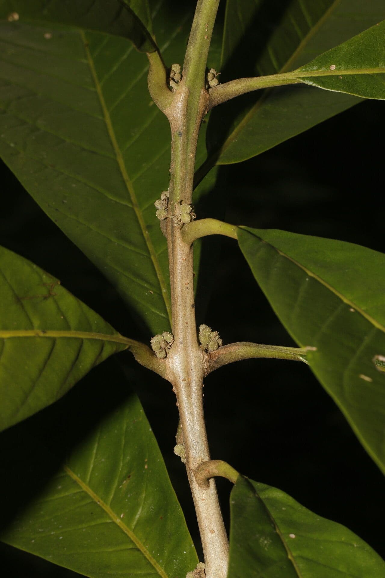 Aegiphila 11