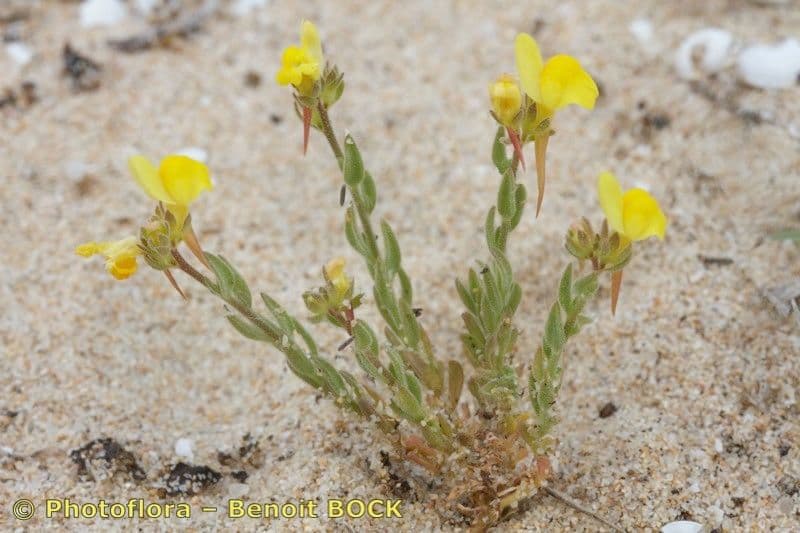 Linaria 6