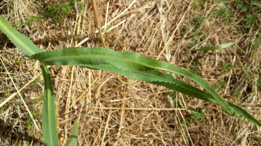 Falcaria 19