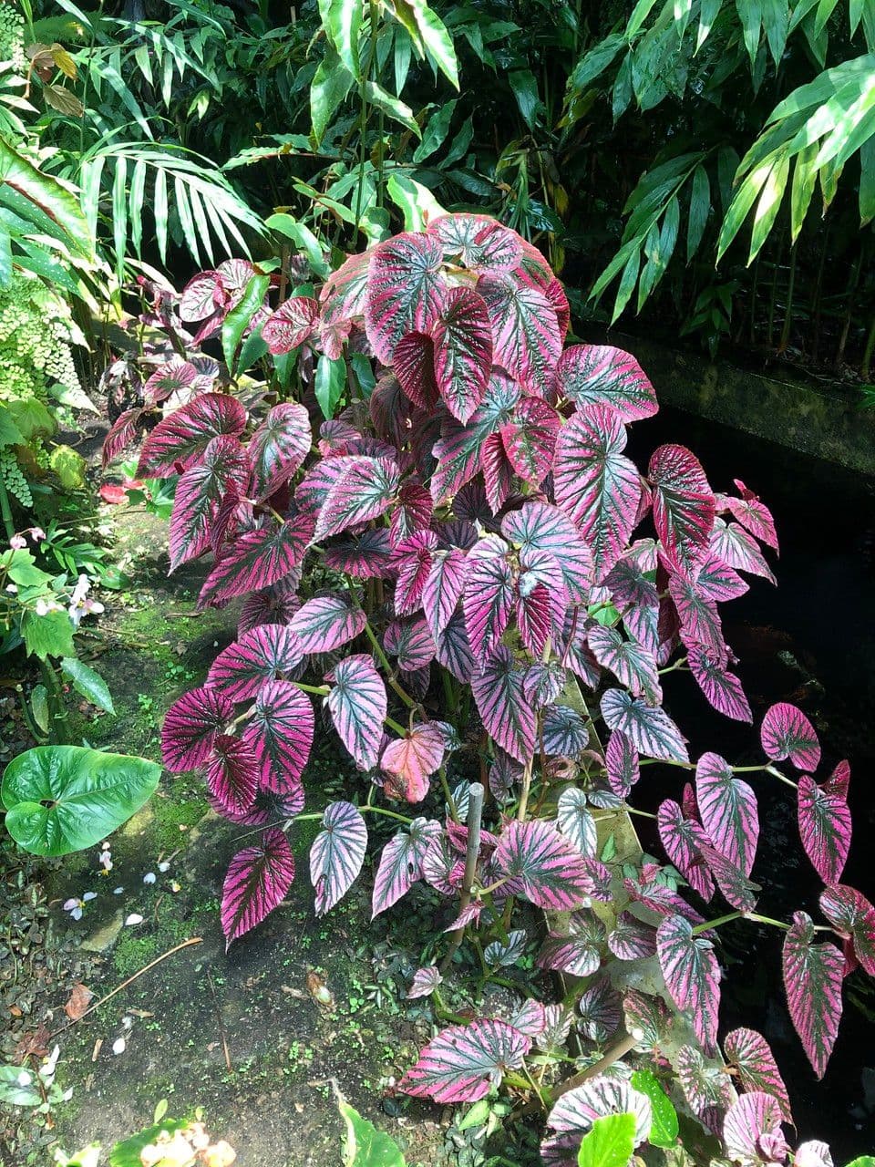 Begonia brevirimosa 9
