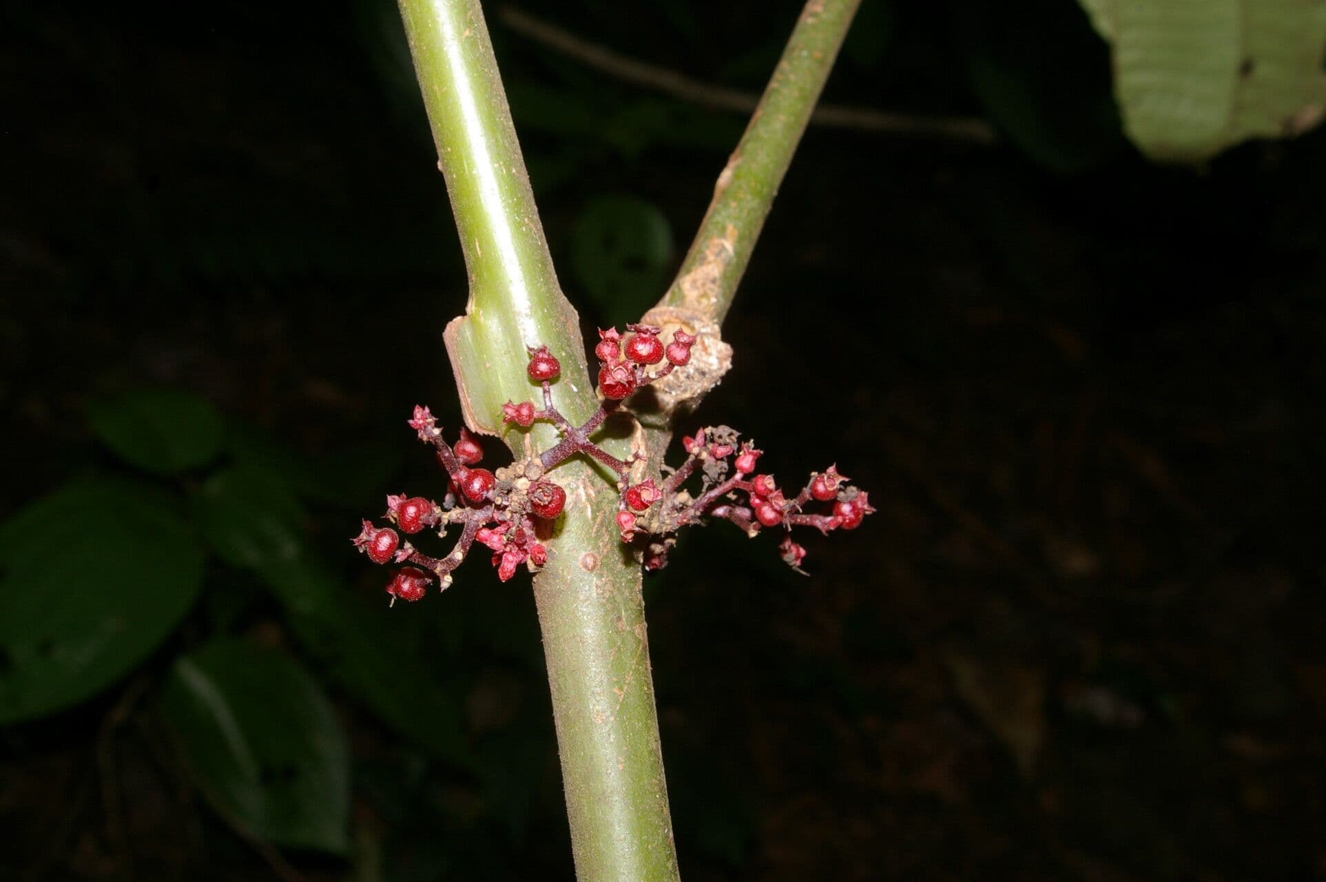 Miconia 7