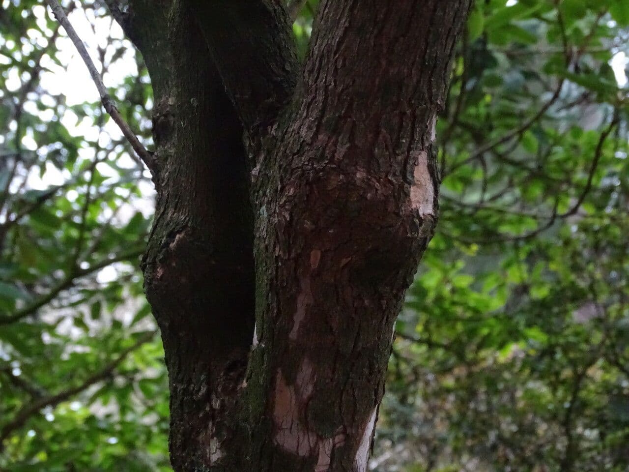 Rododendro 19