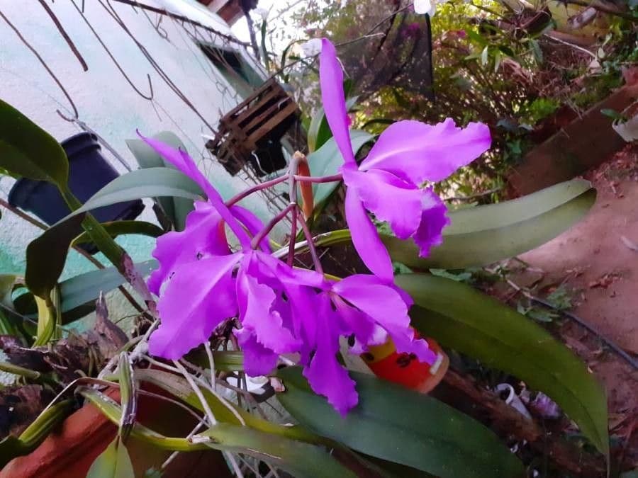 Orchidea 3