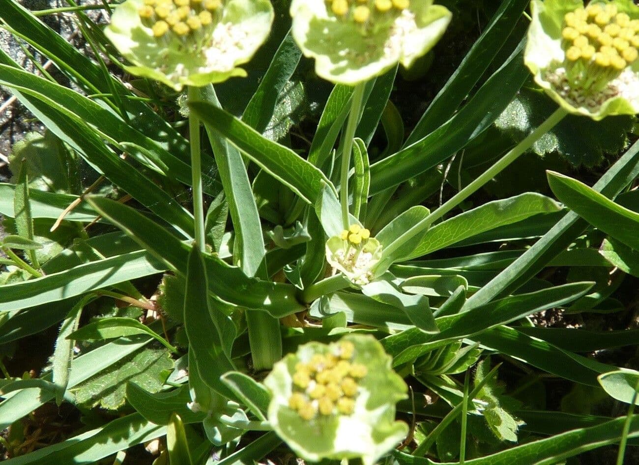 Bupleurum stellatum 24