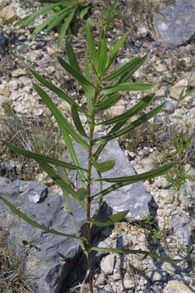 Grindelia 9