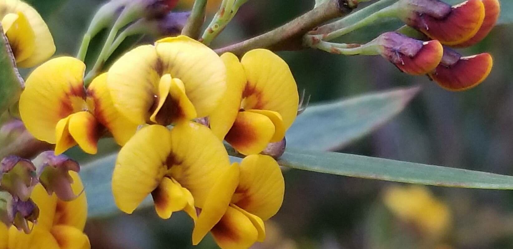 Breitblättrige Daviesia