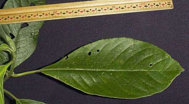 Siparuna pauciflora 14