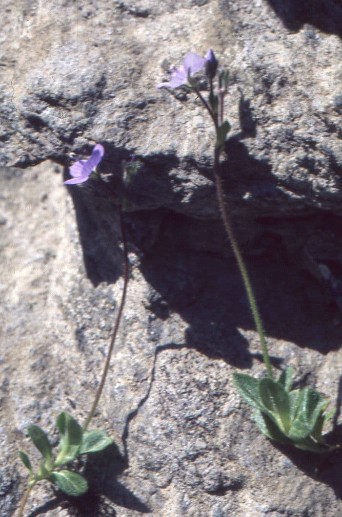 Veronica bellidioides 11
