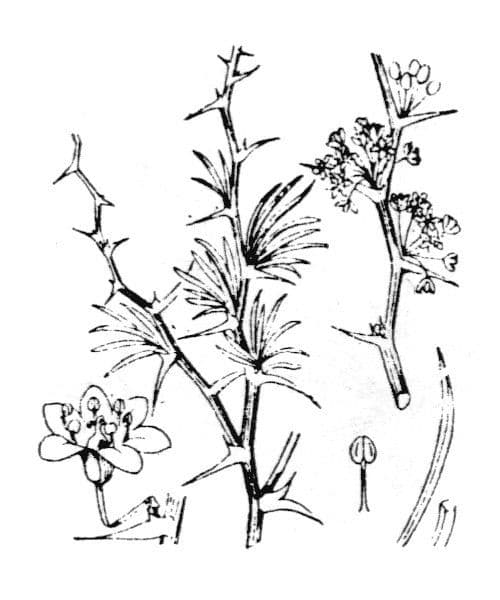 White asparagus 27