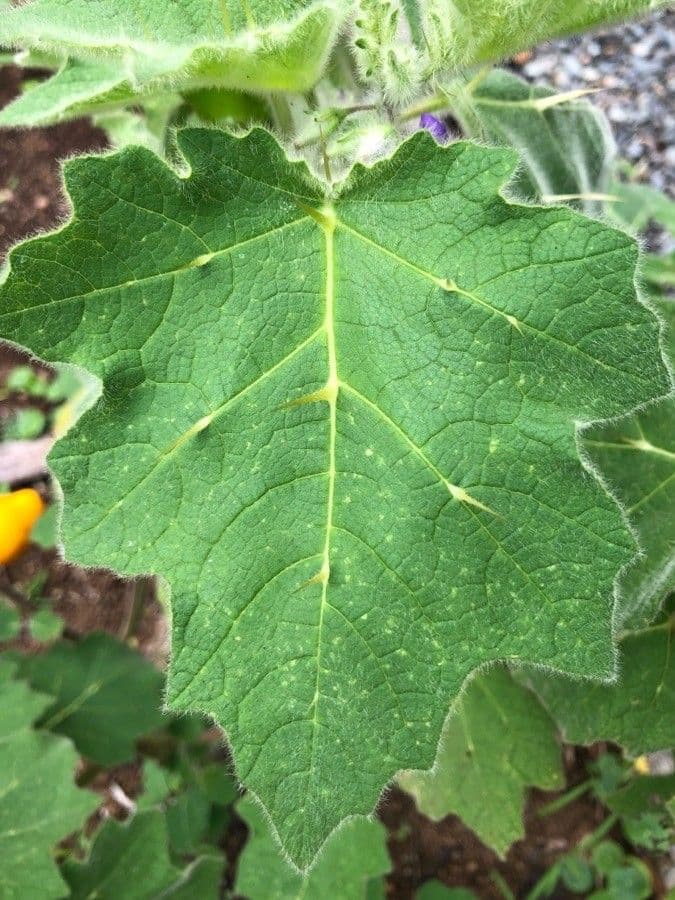 Solanum mammosum 11