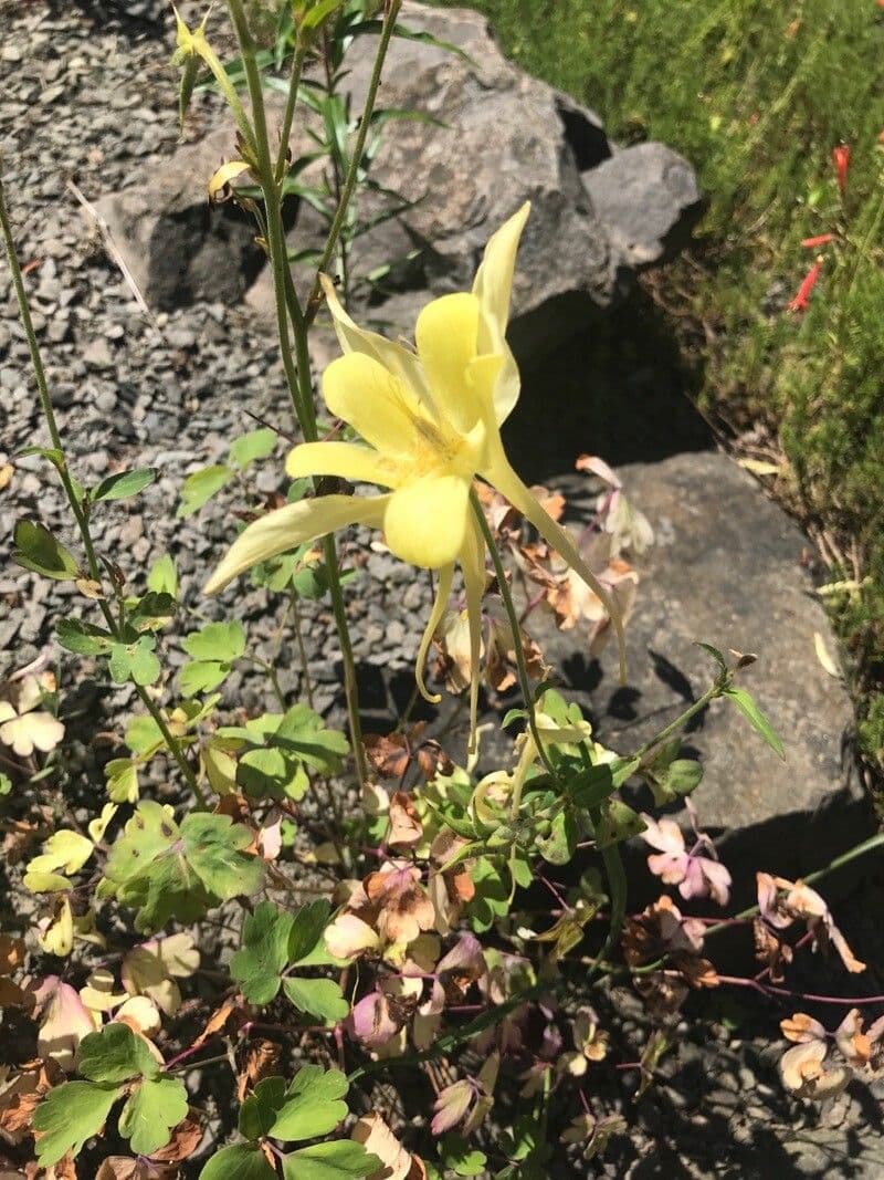 Gold-Akelei 6