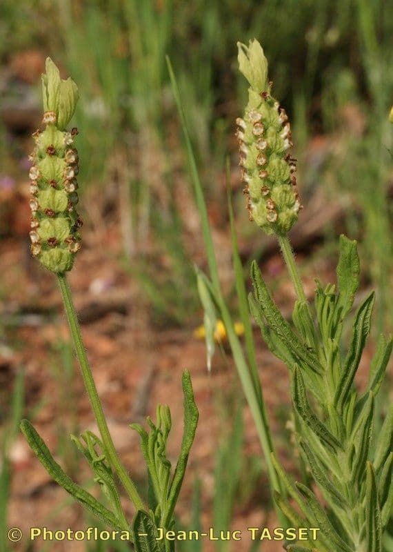 Lavanda verde 21