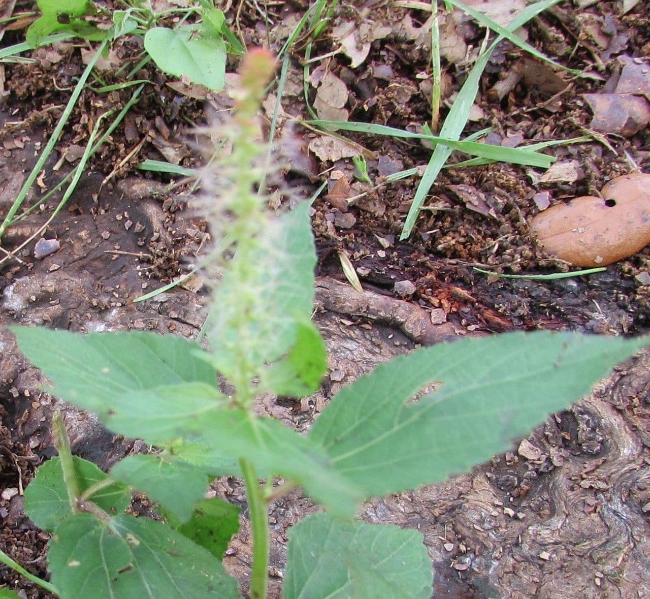 Acalypha phleoides 7
