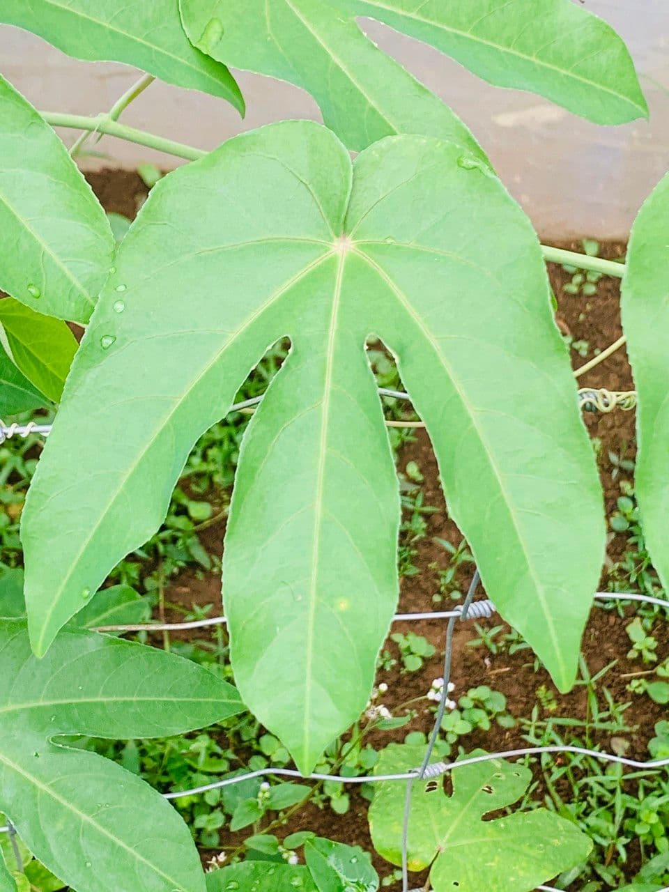 Passiflora 5