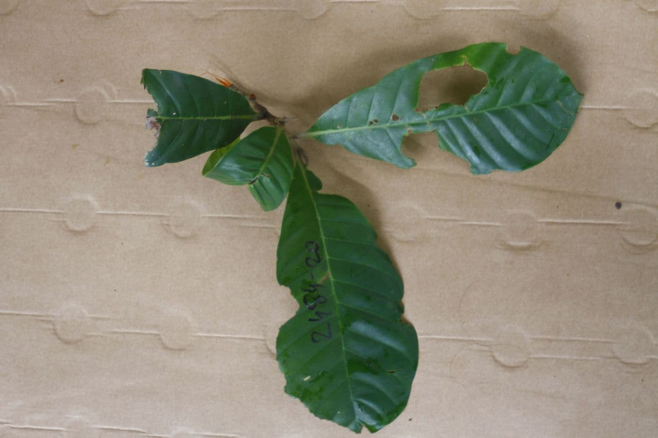 Chrysophyllum 3