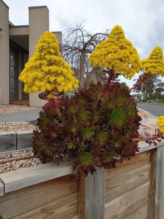 Aeonium 10