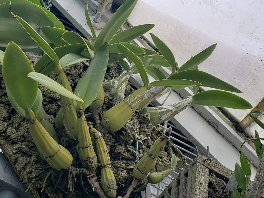 Humboldt-Orchidee