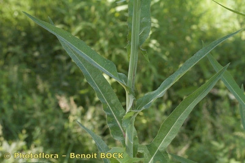 Crespigno palustre 21