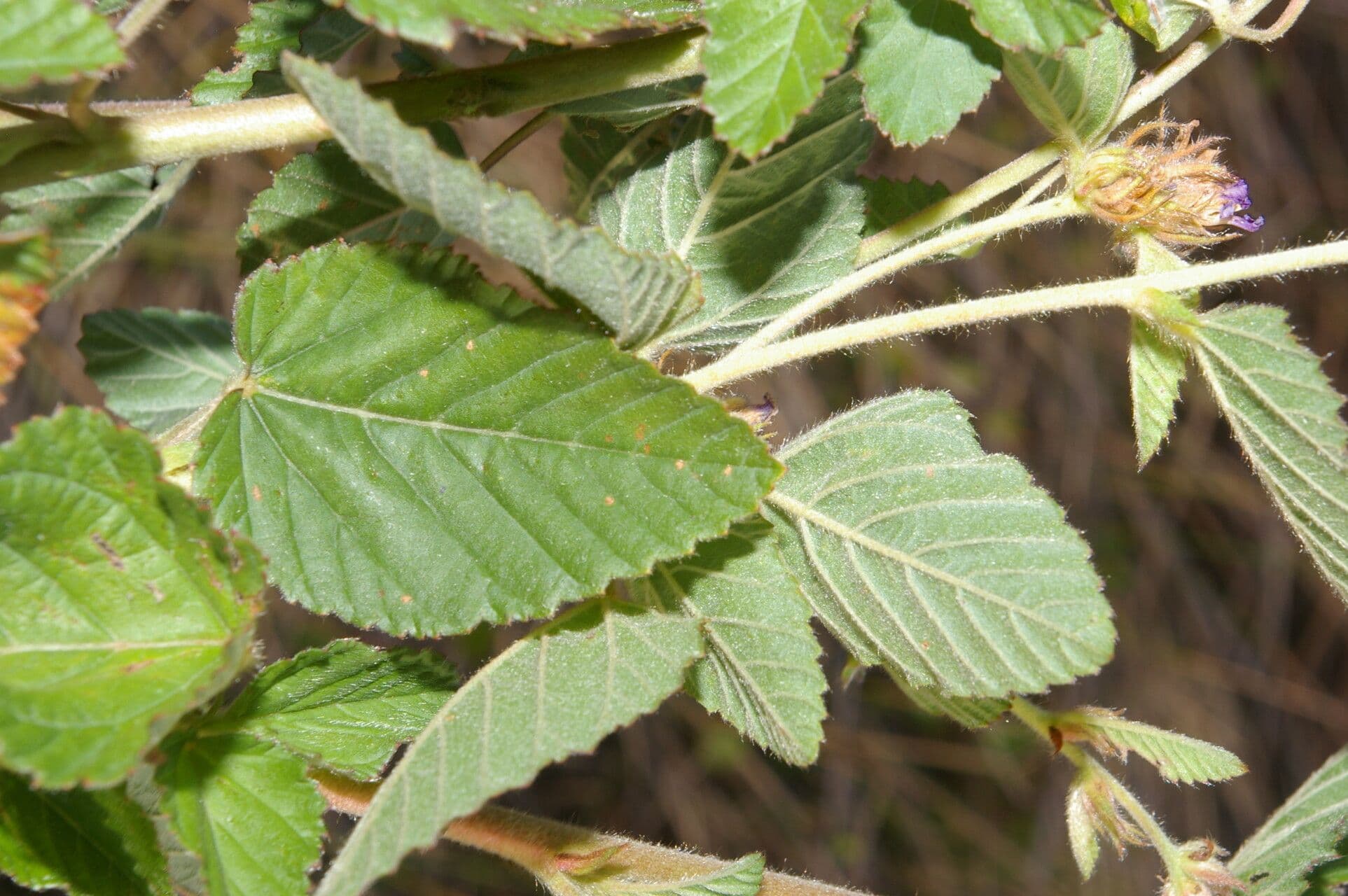 Melochia villosa 16