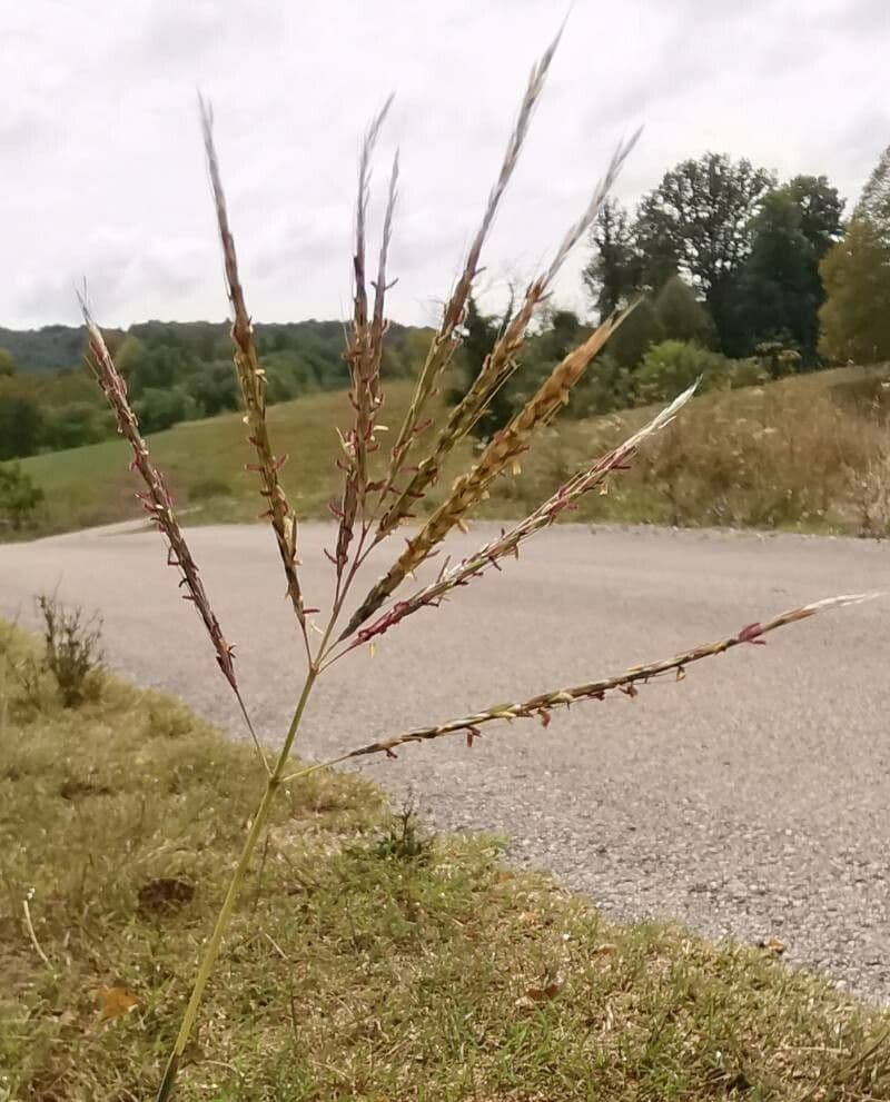Gewöhnliches Bartgras 9