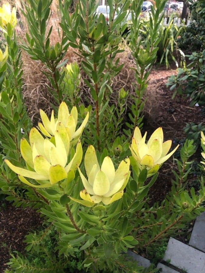 Leucadendron 10