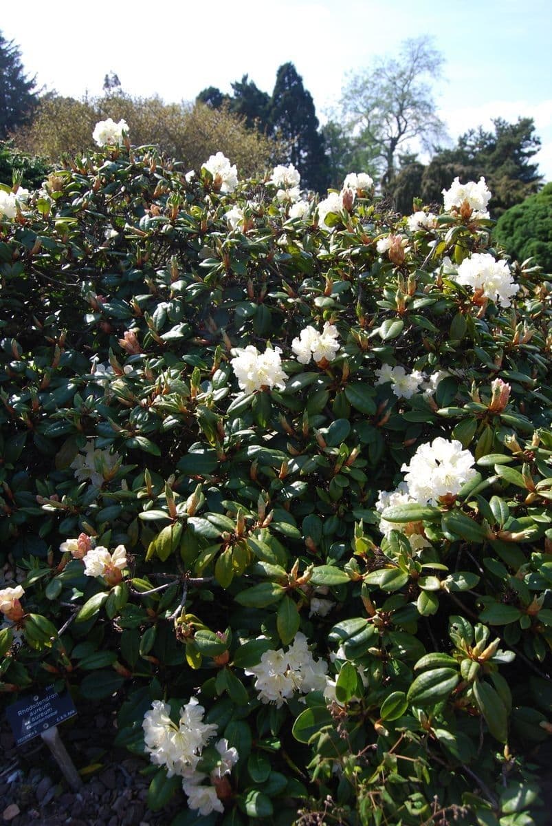 Rododendro dorato 8