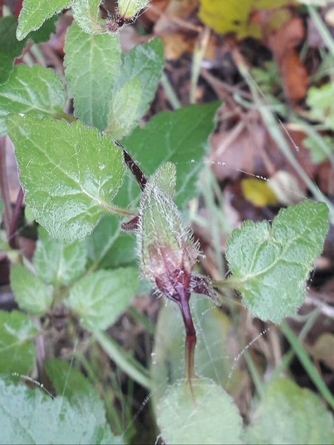 Nesselblättrige Glockenblume 16