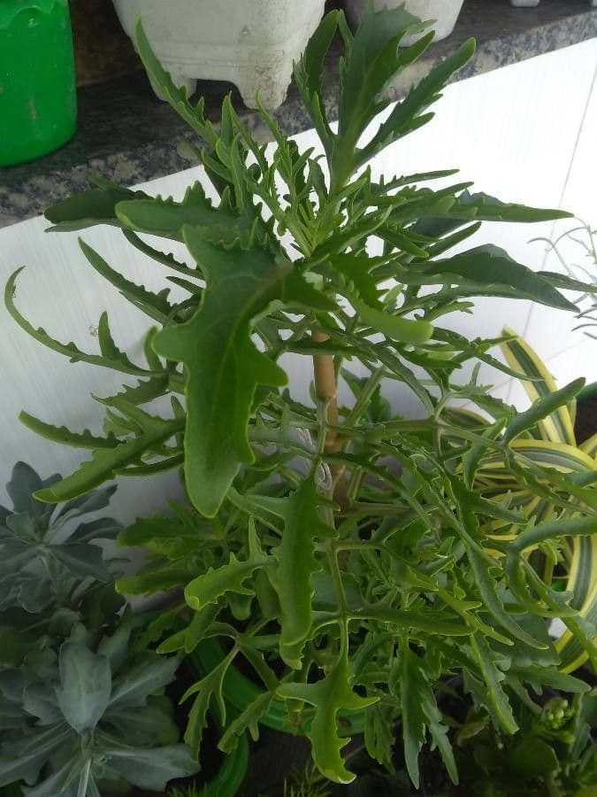 Kalanchoe 12