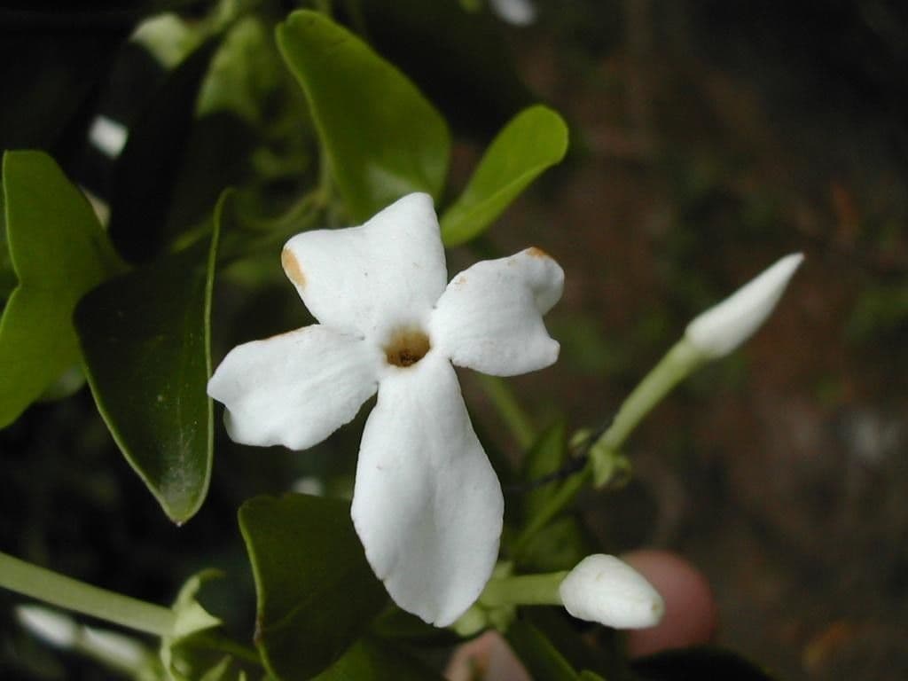 Jasmin 4