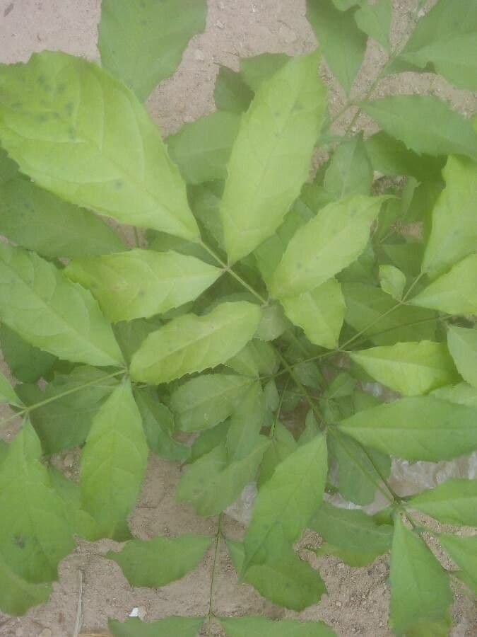Newbouldia laevis