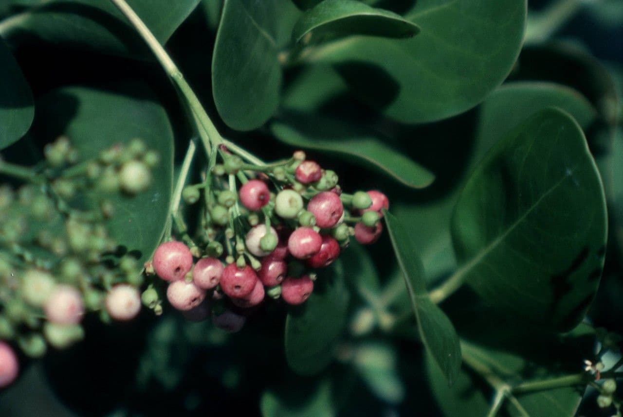 Erithalis fruticosa 4