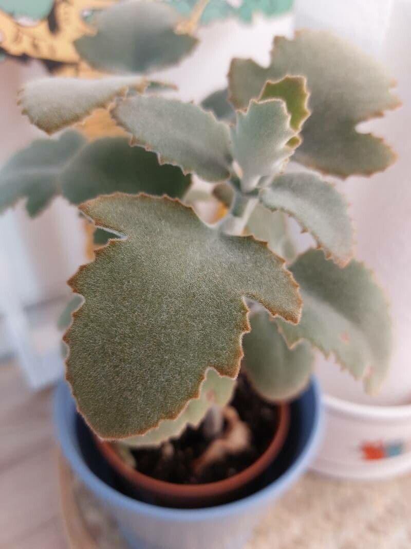 Kalanchoa 8