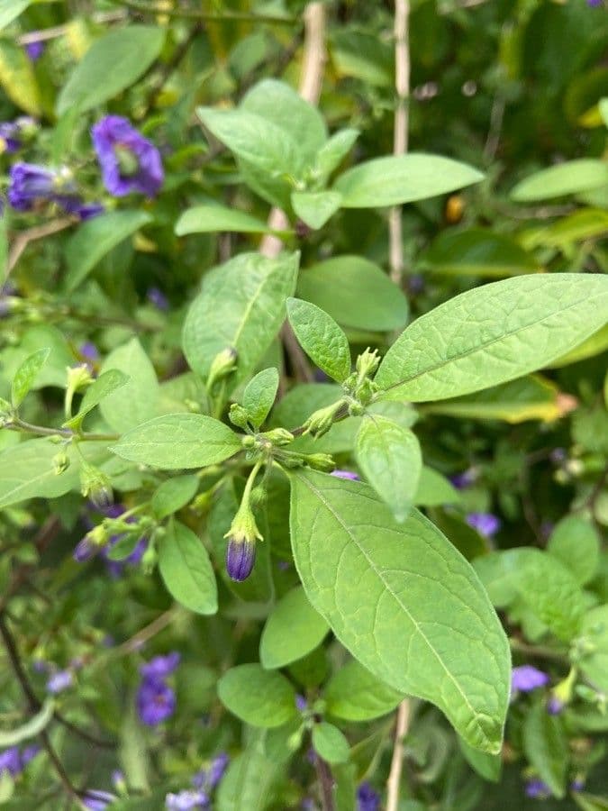 Lycianthes 17