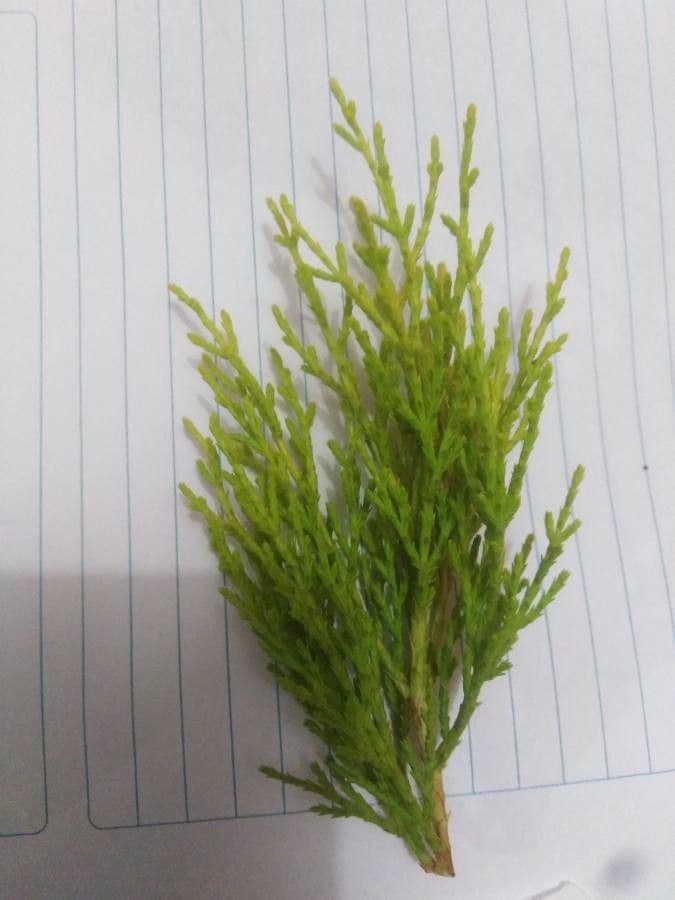 Cipresso di Monterey 19
