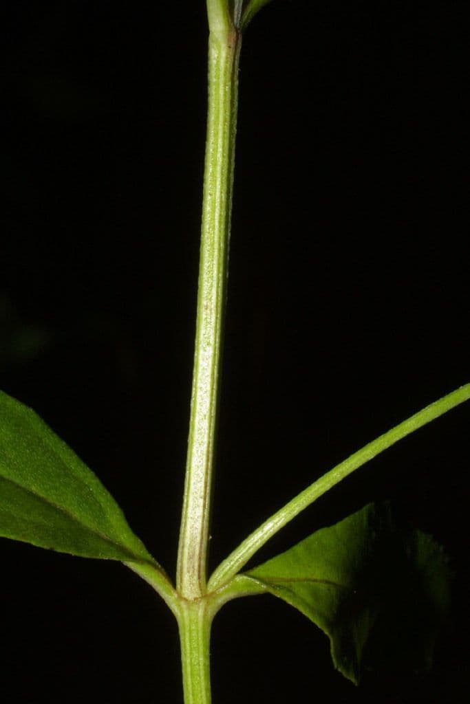 Lippia lanceolata 19