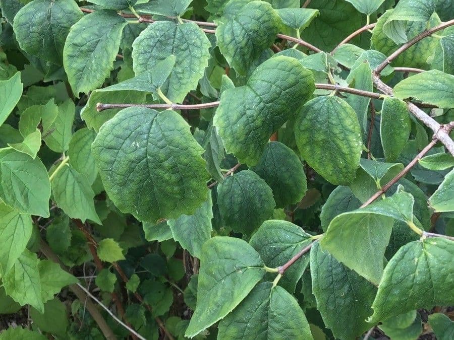 Pachysandra plstnatá 7