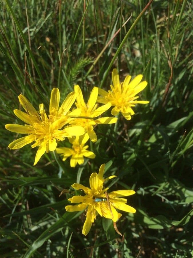 Scorzonera minore 4