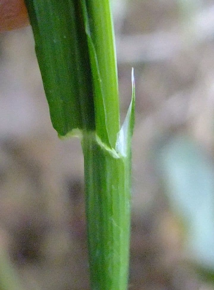 Melica uniflora 23