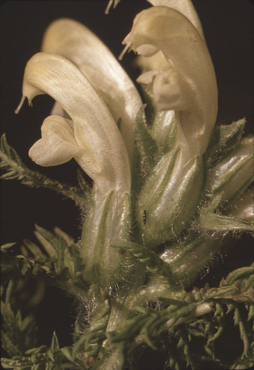 Pedicularis comosa 12